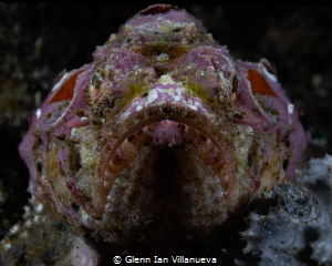 This is a photo of a photo of a pink scorpionfish waiting... by Glenn Ian Villanueva 
